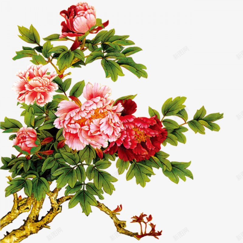 手绘美丽的花卉牡丹插画png免抠素材_新图网 https://ixintu.com 水彩鲜花 水彩牡丹 曹州牡丹 国画 富贵花 家居装饰 卡通 植物 枝叶 花朵 初夏 春夏 开 放 花苞 春天 粉色 红色 彩色 精美 装饰 美好 设计 绘图