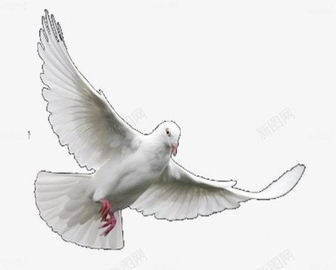 和平鸽鸽子白鸽飞翔中国实物实物中国中国风合成特图标图标