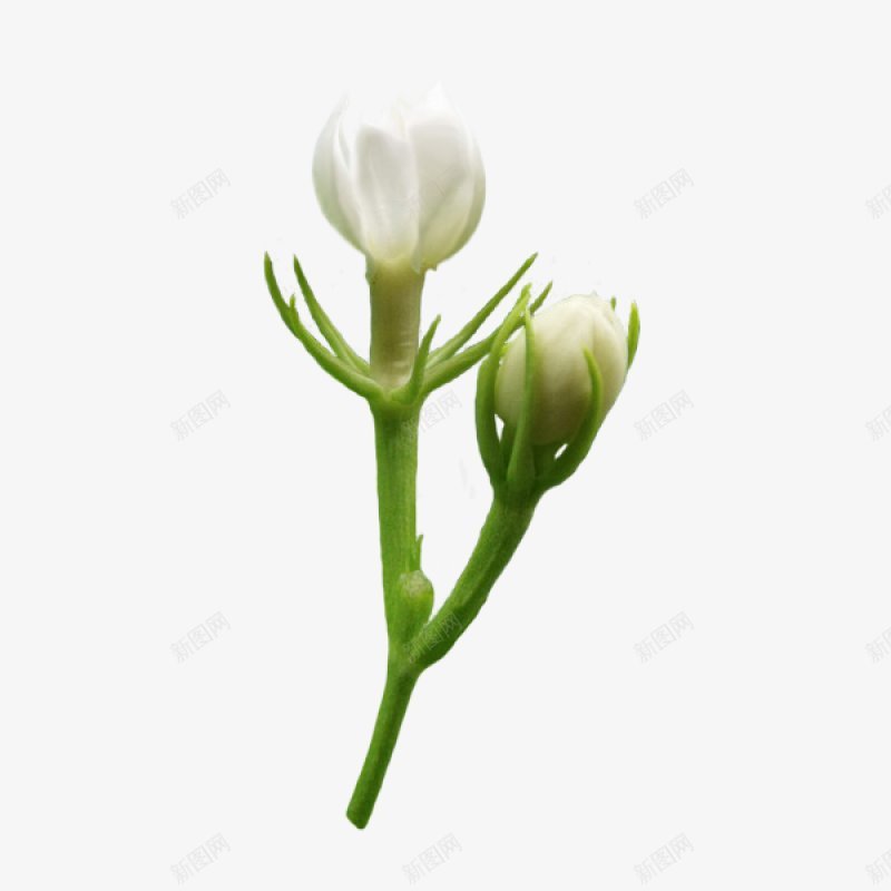 精美茉莉花逐帧动作春山抠制图春山春山博客溶图png免抠素材_新图网 https://ixintu.com 春山 春山博客 溶图