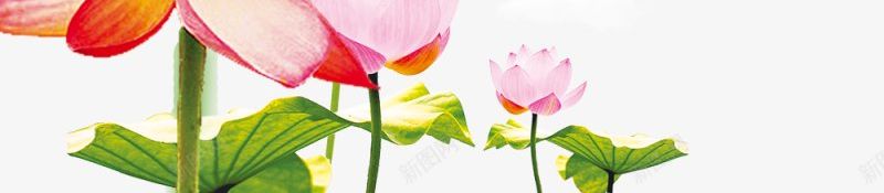 二十四节气夏至字体荷叶荷花夏天透明底PNS透明png免抠素材_新图网 https://ixintu.com PNS透明底 二十四节气 夏天 夏至 字体设计 荷叶荷花 透明底