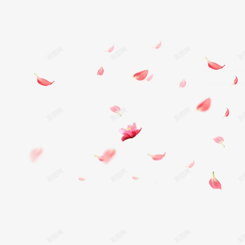 七夕情人节玫瑰花瓣PNS透明底png免抠素材_新图网 https://ixintu.com PNS透明底 七夕情人节 玫瑰花瓣
