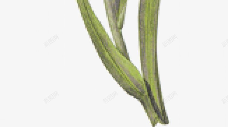 植物植物电商平面网页国外美术基础活动房地产c4dbpng免抠素材_新图网 https://ixintu.com 植物