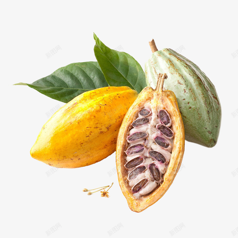 黄色可可豆png免抠素材_新图网 https://ixintu.com 原材料 可可 巧克力 成熟 热带 黄色