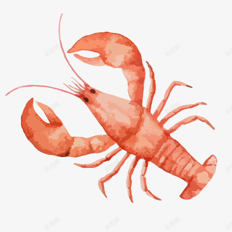 手绘水彩可口大龙虾海味png免抠素材_新图网 https://ixintu.com 可口 大龙虾 手绘 新鲜 水彩 海味 海鲜 美味 食欲