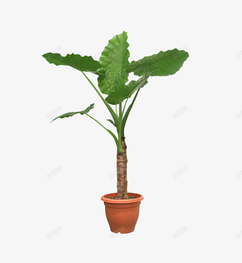 发财树盆栽png免抠素材_新图网 https://ixintu.com 发财树 植物 盆栽 绿色