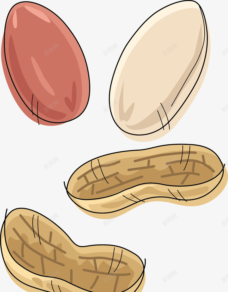 手绘花生png免抠素材_新图网 https://ixintu.com 卡通 手绘 棕色 白色 简图 红色 花生 花生壳