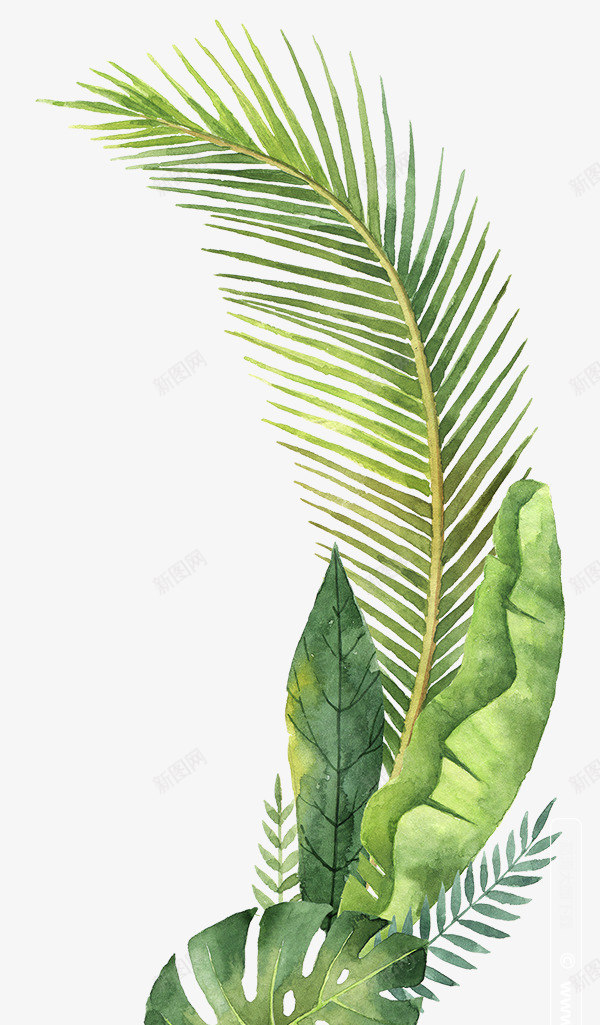 清新绿色叶子植物png免抠素材_新图网 https://ixintu.com 叶子 手绘 植物 清新 绿叶 绿色 绿色植物 芭蕉 蕨类 蕨类植物