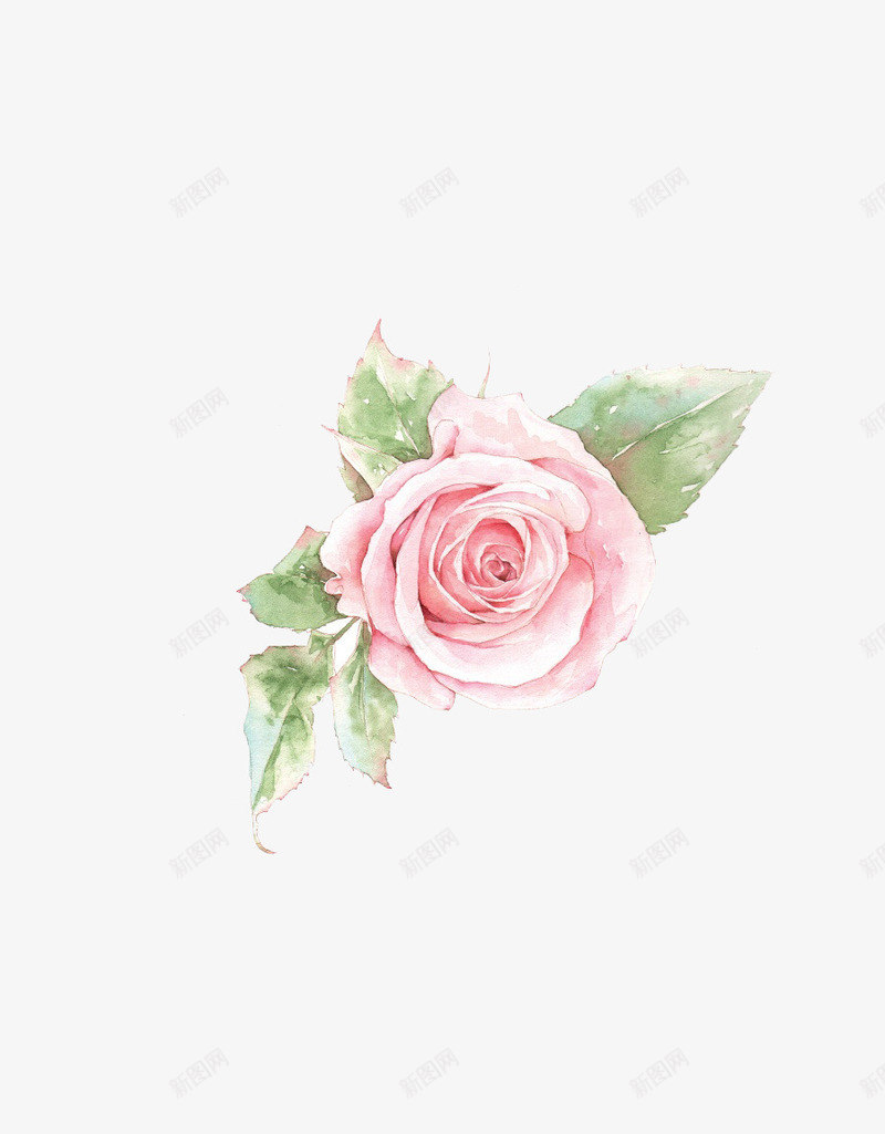 手绘月季花png免抠素材_新图网 https://ixintu.com 卡通 唯美 手绘 手绘插画 插画 月季花 水彩 花卉 鲜花