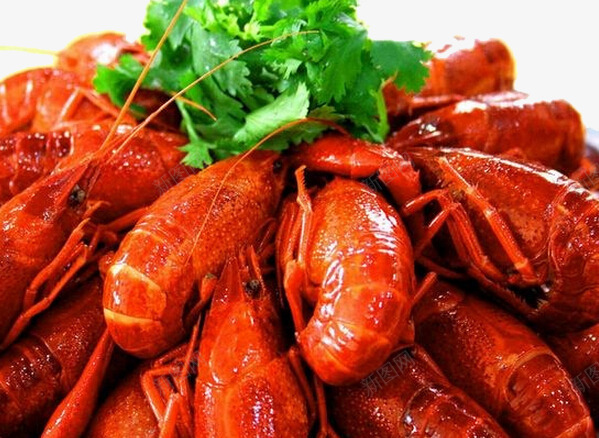 大龙虾配香菜png免抠素材_新图网 https://ixintu.com 产品实物 龙虾产品 龙虾素材 龙虾配菜
