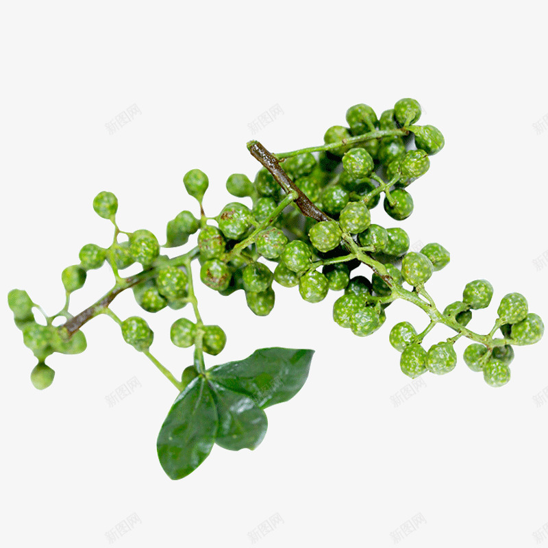 枝干上的花椒粒实物图psd免抠素材_新图网 https://ixintu.com 实物图 新鲜的 枝干 简图 花椒粒 藤条 配料