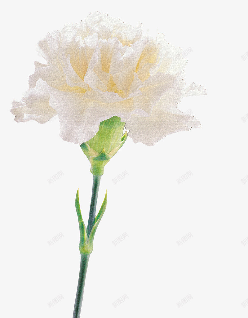 卡通鲜花手绘花朵康乃馨png免抠素材_新图网 https://ixintu.com 一朵康乃馨微距特写 康乃馨 抽象花朵素材 抽象鲜花素材 母亲节 特写 白色 花卉图案素材 花束图片 鲜花 鲜花素材