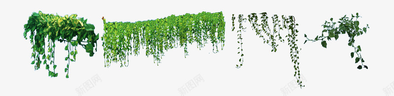 绿萝png免抠素材_新图网 https://ixintu.com 夏天 树叶 绿叶 绿色 绿萝 花草