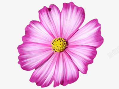 花蕾和迎春花蓝色花朵png免抠素材_新图网 https://ixintu.com 花朵 花蕾 蓝色 迎春花