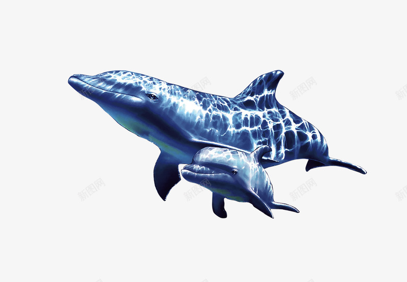 海底的海豚png免抠素材_新图网 https://ixintu.com 动物 海底 海豚 游泳 蓝色