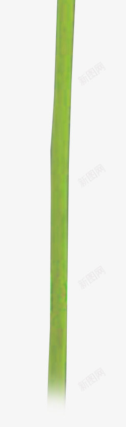 含苞待放的荷花花蕾png免抠素材_新图网 https://ixintu.com 含苞待放 花蕾 荷花
