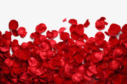 浪漫情人节字体红色浪漫梦幻玫瑰花瓣特写高清图片