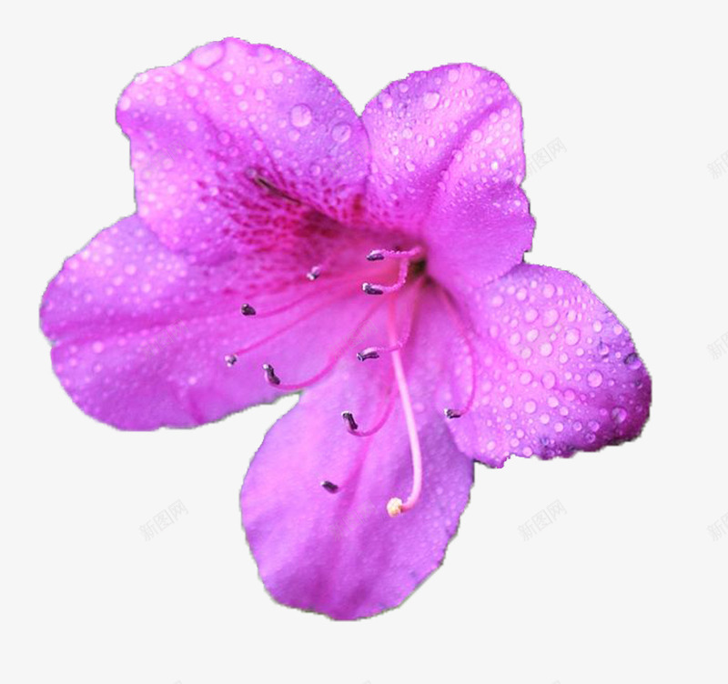 一朵绽放的紫色杜鹃花png免抠素材_新图网 https://ixintu.com 一朵花 五瓣花瓣 唯美 实物 带露水 杜鹃花 杜鹃花瓣 花蕊
