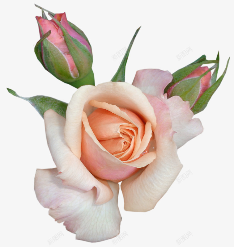 粉色月季花png免抠素材_新图网 https://ixintu.com 手绘 月季花 花蕾