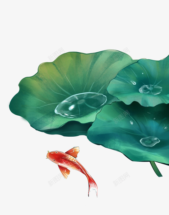 手绘夏天荷叶鲤鱼戏水中国风插画png免抠素材_新图网 https://ixintu.com 中国风 夏天 手绘 插画 荷叶 鲤鱼