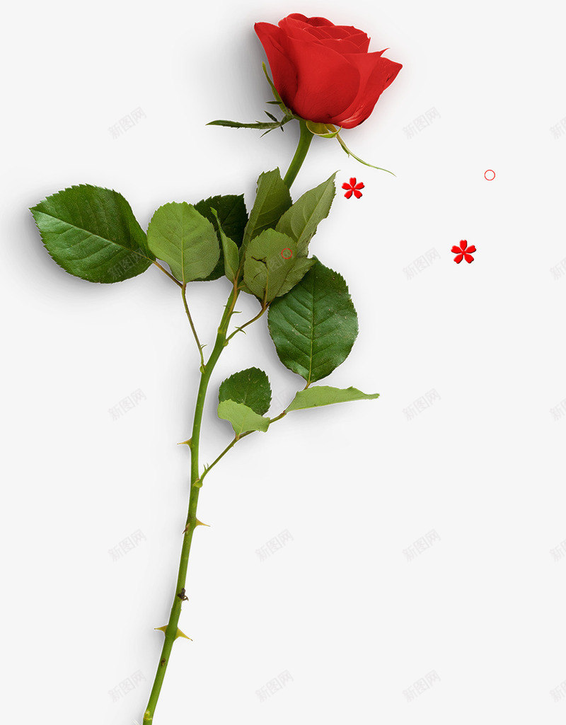 玫瑰花鲜花元素png免抠素材_新图网 https://ixintu.com 单只玫瑰 玫瑰真花 玫瑰红色 玫瑰花 红色玫瑰 绿叶 花 鲜花