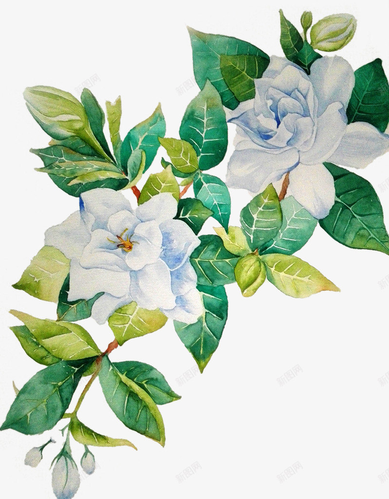 茉莉花叶子茶png免抠素材_新图网 https://ixintu.com 照 片 花 茉 茶 莉