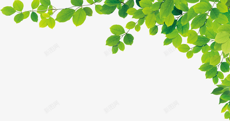 绿色树叶边角装饰png免抠素材_新图网 https://ixintu.com 叶子装饰png 树叶 绿色 边角装饰png素材下载