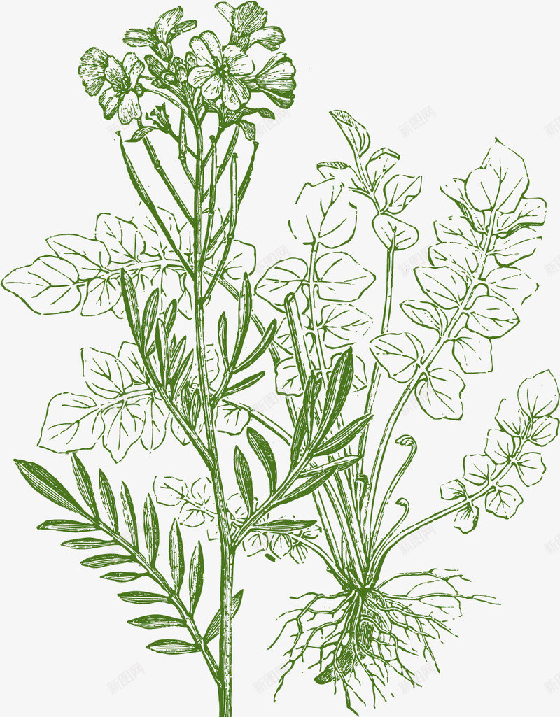 草本植物香料png免抠素材_新图网 https://ixintu.com 卡通香料植物 卤味香料 绿色 草本植物 调味香料 香料