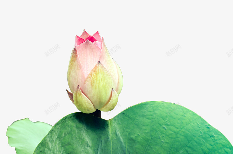 荷花含苞待放png免抠素材_新图网 https://ixintu.com 花 花朵 花蕊 荷塘 荷花 鲜花