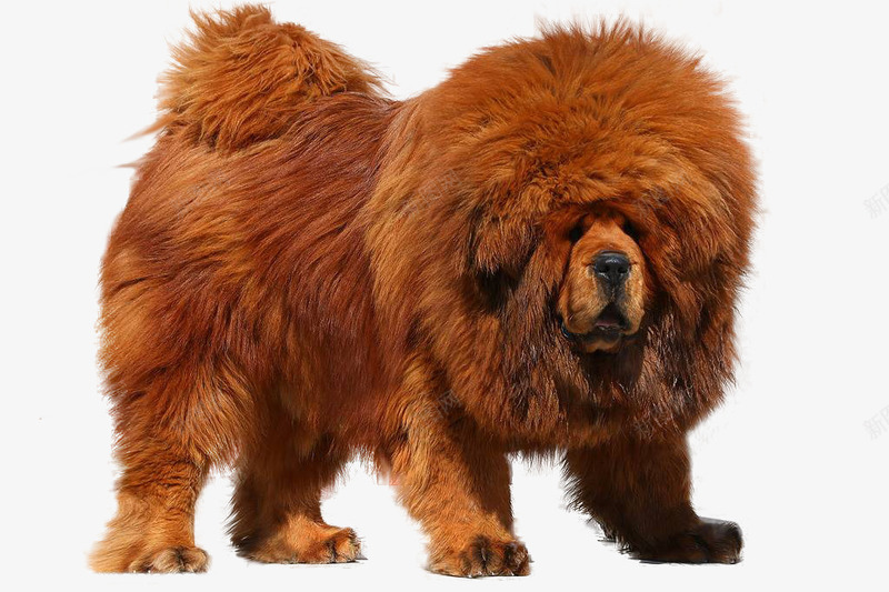 棕色藏獒犬png免抠素材_新图网 https://ixintu.com 棕色 藏獒犬
