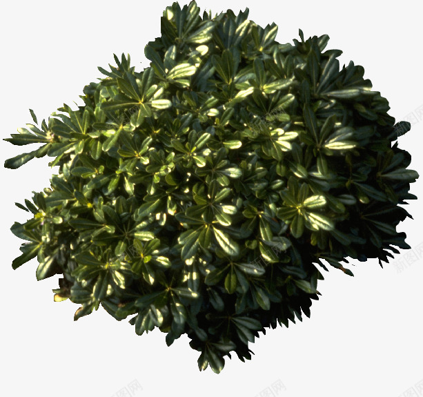景观风景树发财树png免抠素材_新图网 https://ixintu.com 发财树 景观树 植物 灌木