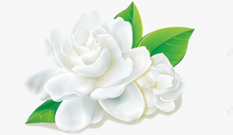白色牡丹psd免抠素材_新图网 https://ixintu.com 植物 牡丹花 白牡丹 白色牡丹花 白花绿叶 花 花卉 鲜花
