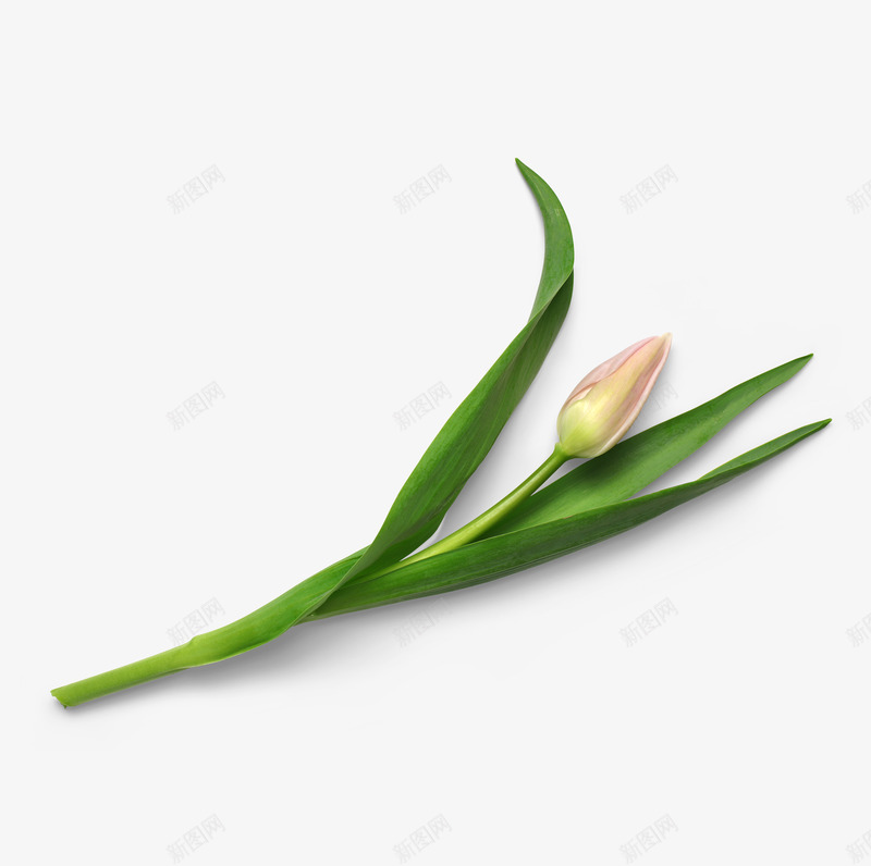 花朵自然植物枝叶花瓣psd免抠素材_新图网 https://ixintu.com 含苞待放 小清新 植物 清丽 清新 清淡 粉色花朵 素雅 美丽 自然 花朵