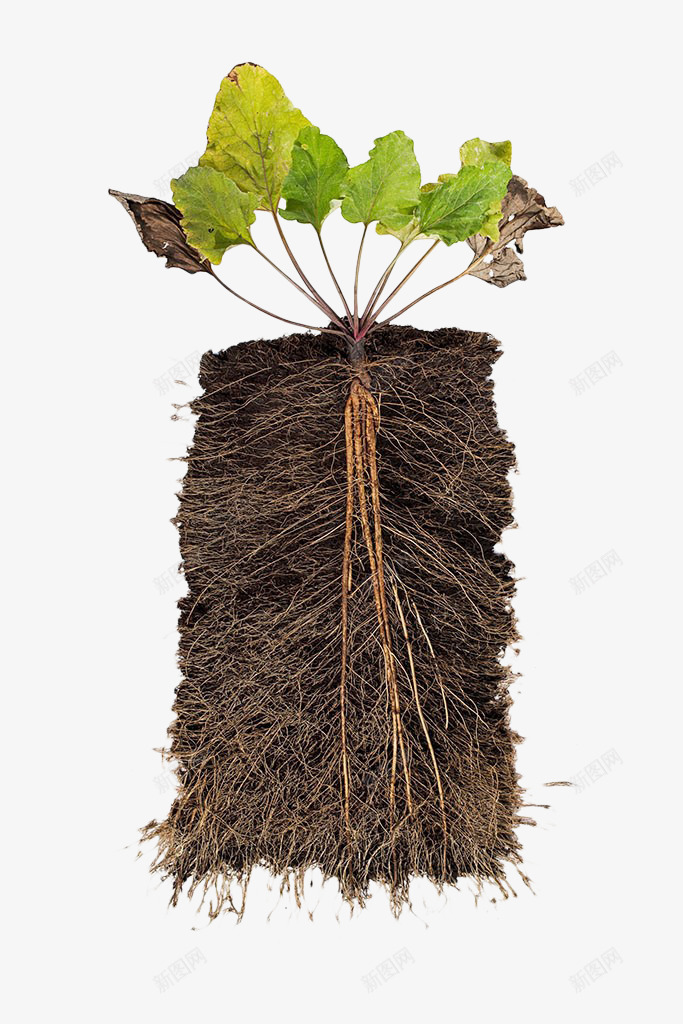植物根茎横切面png免抠素材_新图网 https://ixintu.com 土地 土壤 土壤剖面 根茎 植物 泥土