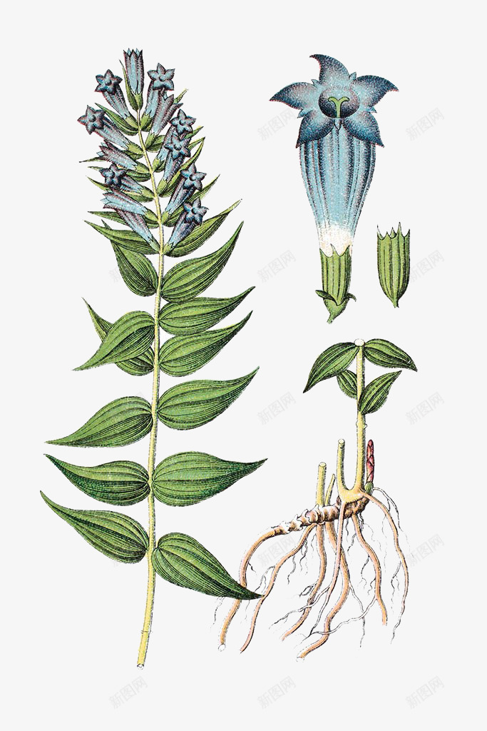 龙胆根手绘png免抠素材_新图网 https://ixintu.com 中草药手绘 柳树 植物 花 草药 龙胆根PNG图片 龙胆根手绘