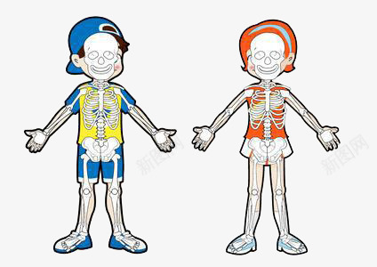 卡通儿童骨架图png免抠素材_新图网 https://ixintu.com 人体骨骼 儿童骨架 卡通骨架 男孩女孩骨骼图