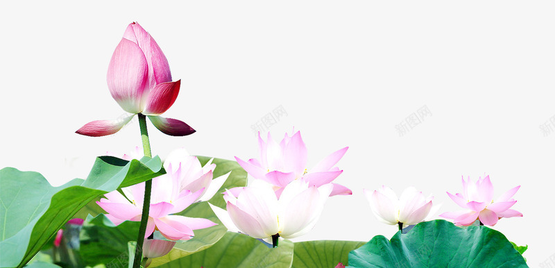 荷花花蕾png免抠素材_新图网 https://ixintu.com ps花池 粉色荷花 花苞 花蕾 荷叶 荷花 荷花池