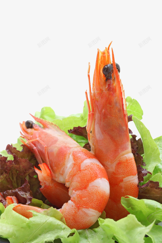 简单素色美食红虾仁图png免抠素材_新图网 https://ixintu.com 生菜 红色 红虾仁 红虾头 美味营养 美食 虾仁