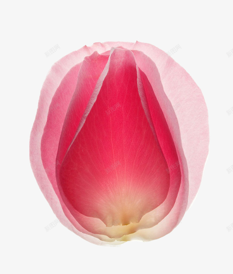 含苞待放的红色花朵玫瑰花朵png免抠素材_新图网 https://ixintu.com 含苞待放 含苞待放的玫瑰 玫瑰 红色 花朵