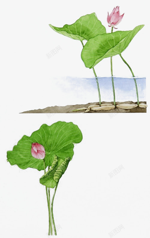 手绘绿色荷叶荷花池png免抠素材_新图网 https://ixintu.com 绿色 花池 荷叶