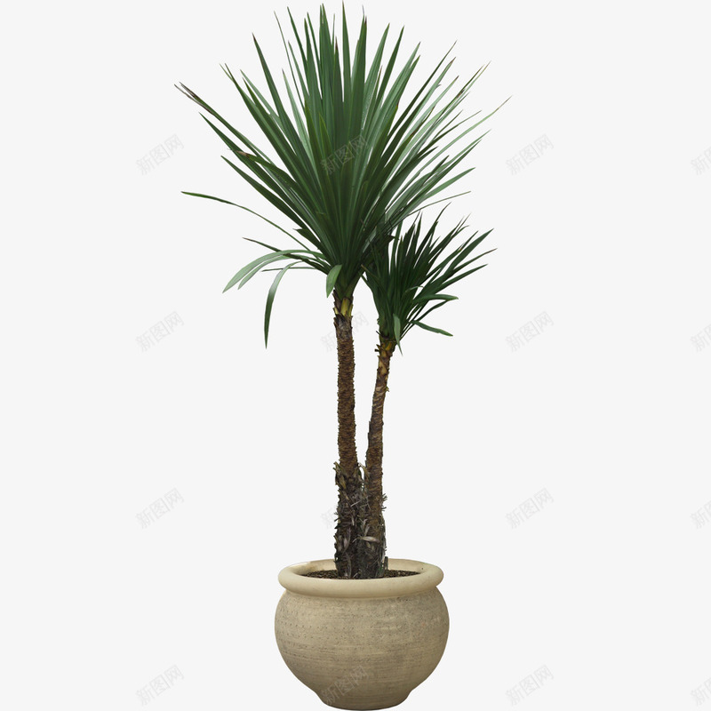 绿色常青树png免抠素材_新图网 https://ixintu.com 产品实物 叶子 常青树 树 树木 植物 盆栽 绿色