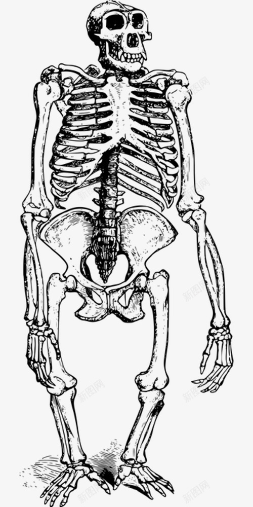 黑色简单猩猩动物骨头骨骼骨架png免抠素材_新图网 https://ixintu.com 动物 猩猩 简单 骨头 骨架 骨骼 黑色