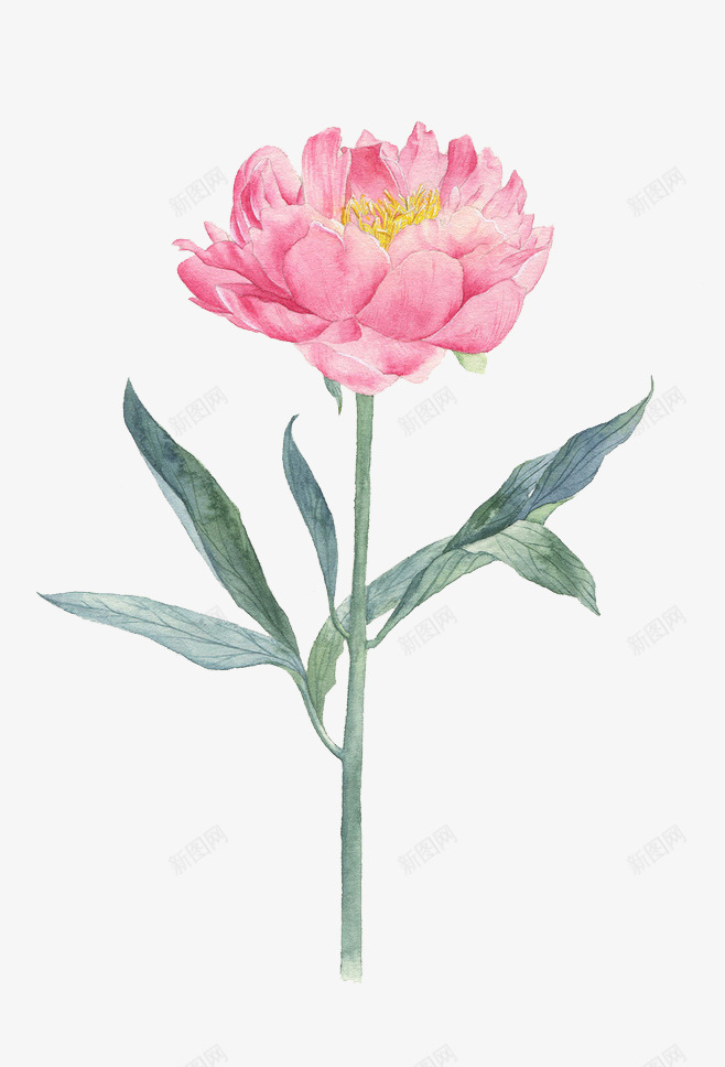 手绘芍药png免抠素材_新图网 https://ixintu.com 水粉画 粉色 芍药 花类 药类