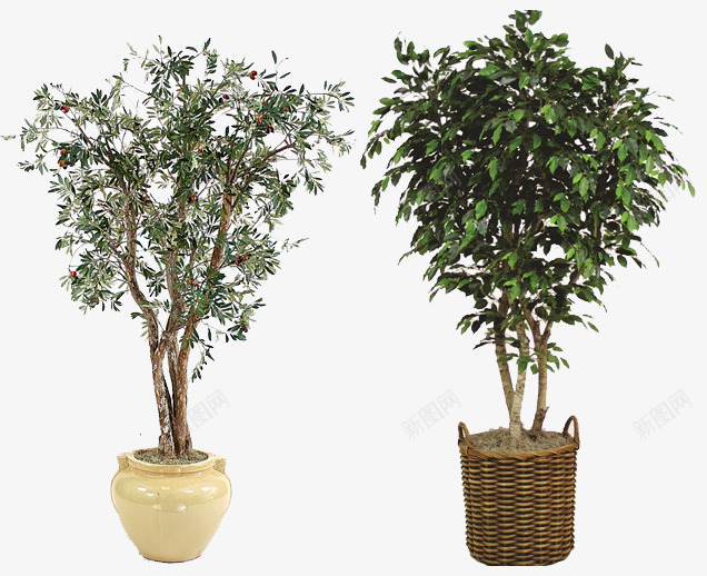 盆栽绿植常青树编织花盆瓷盆png免抠素材_新图网 https://ixintu.com 绿植盆栽 编织花盆 长青植物