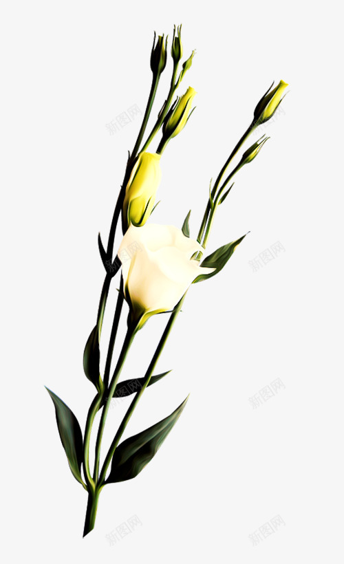 白色玫瑰花支png免抠素材_新图网 https://ixintu.com 七彩玫瑰 娇艳 情人节 爱情 玫瑰花 白色 礼物 花朵 鲜花
