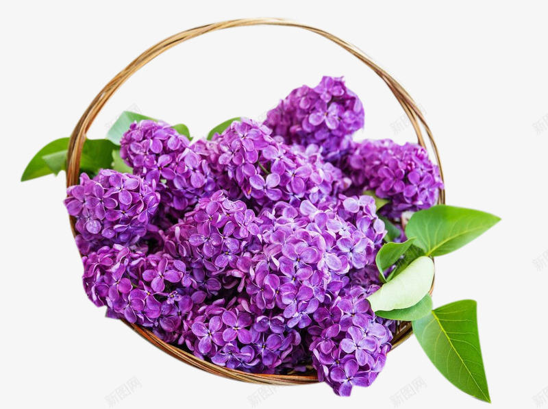 风信子的来信png免抠素材_新图网 https://ixintu.com 植物 竹篮 篮子 紫色花 绿叶 花卉 花朵 花球