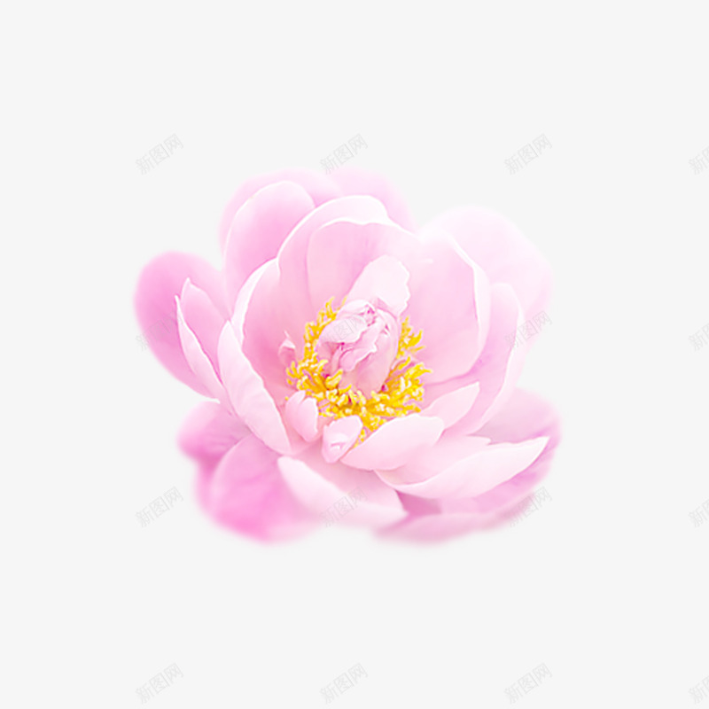 樱花桃花牡丹花粉色花png免抠素材_新图网 https://ixintu.com 婚礼花卉 婚礼装饰花卉PNG素材 护肤品常用PNG素材 挑花 粉色花朵