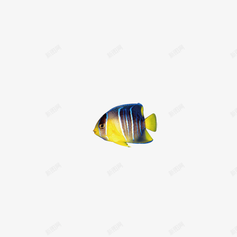 海底世界鱼png免抠素材_新图网 https://ixintu.com 海底世界 鱼 黄黑相间