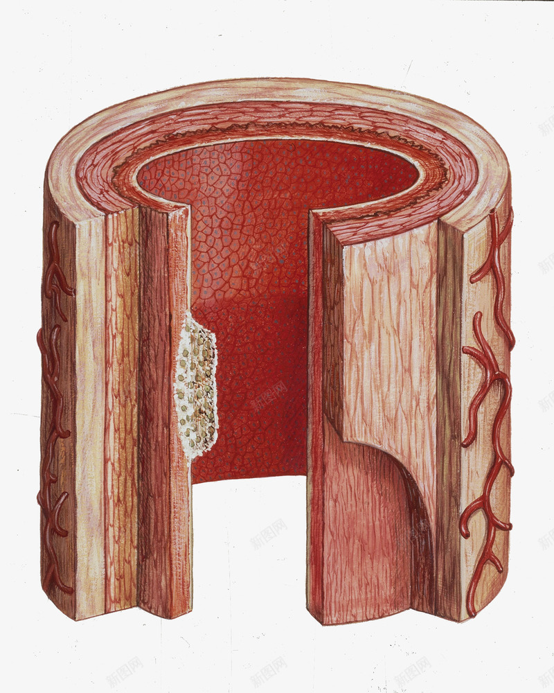 血管动脉横断面插画png免抠素材_新图网 https://ixintu.com 健康 医学 医疗 医药 循环系统 生物 生理 血管动脉横断面插画 身体部位