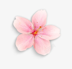 樱花花瓣粉色花瓣高清图片