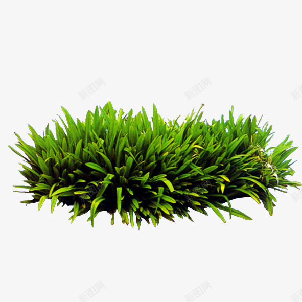 园林花草png免抠素材_新图网 https://ixintu.com 建筑绿化装饰 树木 绿化 绿色植物 花丛 花卉 花束